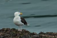 Larus marinus