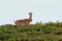 Mongolian gazelle