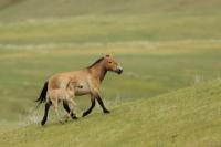 Przewalski's  Horse