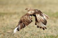 Buteo hemilasius