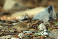 Phylloscopus fuscatus