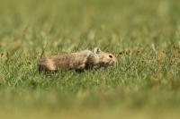 Mongolian Pika