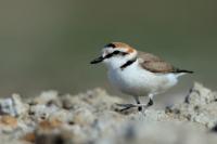 Charadrius alexandrinus