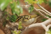 Phylloscopus proregulus