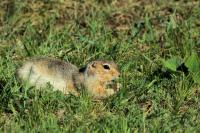 Long-tailed ground squirrel