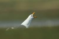 Larus vegae mongolicus