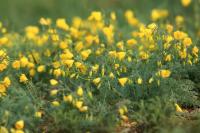 Mongolia flora