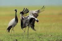 Mongolia fauna 