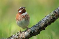 Emberiza leucocephalos