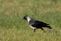 Corvus dauuricus