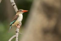 Zambia - FAUNA