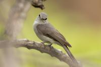 Melaenornis mariquensis