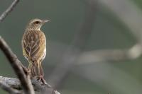 Anthus lineiventris