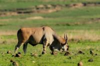 Common eland