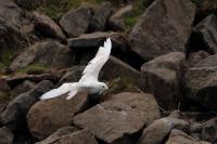 Larus glaucoides