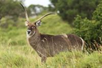 Waterbuck