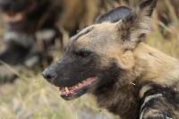 African wild dog