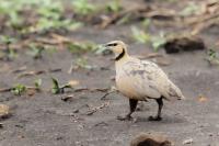 Pterocles gutturalis