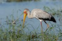 Mycteria ibis