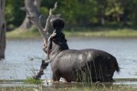 Common hippopotamus