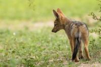 Black-backed jackal