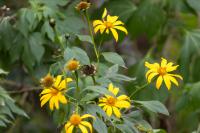 ECUADOR -FLOWERS