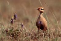 ETHIOPIA FAUNA