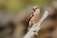 Coccothraustes coccothraustes