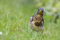 Turdus pilaris