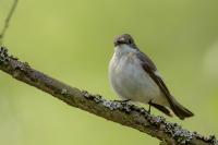 Ficedula hypoleuca