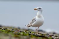 Larus argentatus