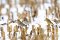 Emberiza calandra