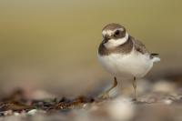 Charadrius hiaticula