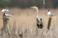 Ardea cinerea