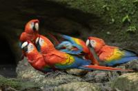 ECUADOR-FAUNA