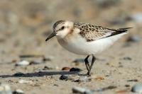 Calidris alba