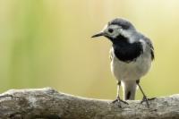 Motacilla alba