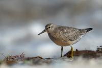 Calidris canutus