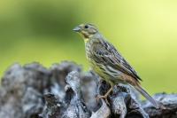 Emberiza citrinella