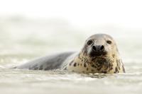 Grey seal