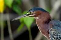 Dominican Republic-FAUNA