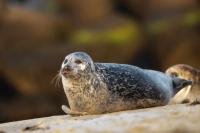 Harbor seal