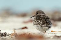 Calidris maritima