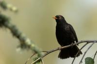 Turdus merula