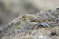 Anthus trivialis