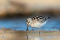 Calidris falcinellus