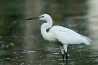 Egretta garzetta