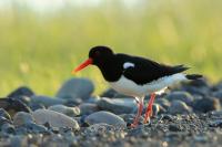 Haematopus ostralegus