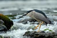 Nycticorax nycticorax