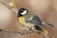 Parus major